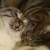 Profile picture for user ccitron