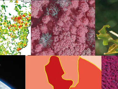 Atelier télédétection & santé des forêts